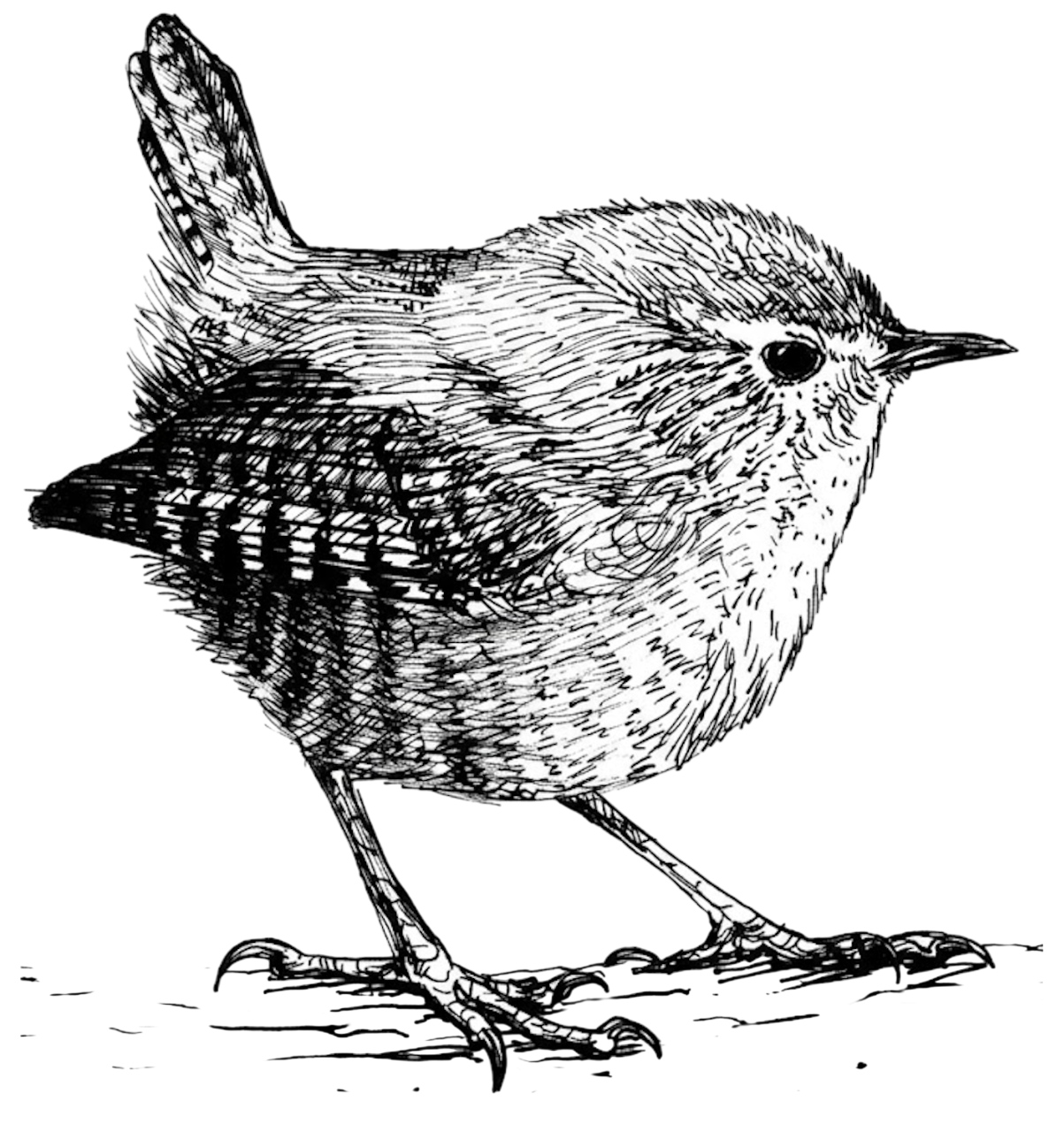 Wren